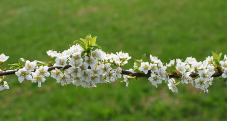 Branch of plum tree with white blooming flowers on blurred green grass background with copy space in spring garden, selective focus.