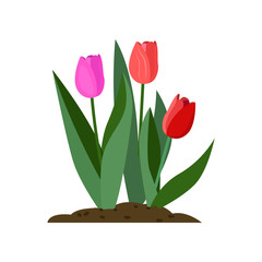 Tulips cartoon illustration. Red and pink flowers with green leaves. Spring flowers concept. Vector illustration can be used for topics like plants, gardening, springtime