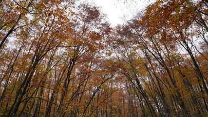 Beautiful beech forest 