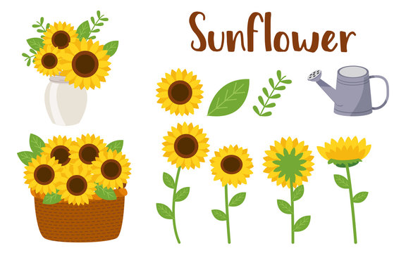 The Pack of sunflower part.Sunflowers set. Collection decorative floral design elements for decorate card and banner. flat vector illustration style. flower and leaf part of sunflower.watering can