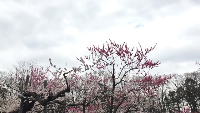 梅　令和