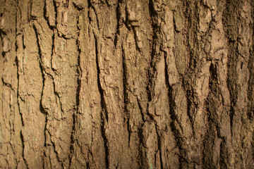 Bark of a big tree close up