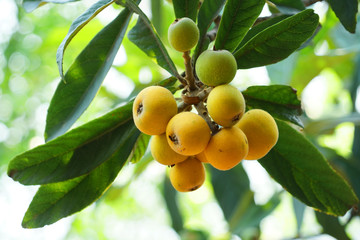 close up on bunch of ripe loquat in the tree