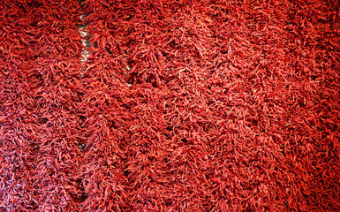 dried hot red pepper hanging on the wall as background