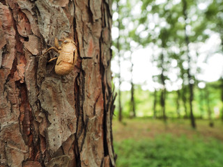 木に残る蝉の抜け殻