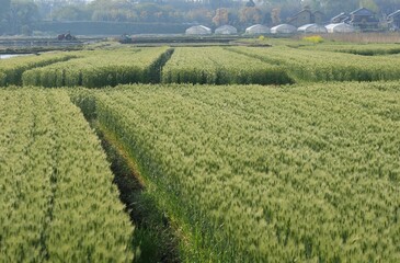 緑の麦畑とビニールハウスの風景です