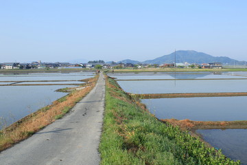 Fototapeta na wymiar 水田と田んぼ道の自然風景です