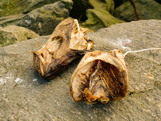 Cod stockfish heads drying on stone rock, Lofoten Norway