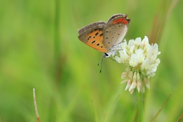 クローバーの花にとまるベニシジミチョウ