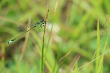 葉にとまるアオモンイトトンボです