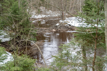 River in a snowy forest in late spring. The ground is covered with a thin layer of snow.