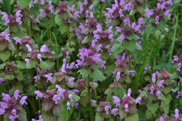 Obraz premium Natural overgrown nettle purple (Lamium purpureum)