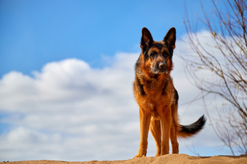 Dog German Shepherd on the sand in a spring day