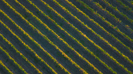 Aerial View of Vineyards Patterns