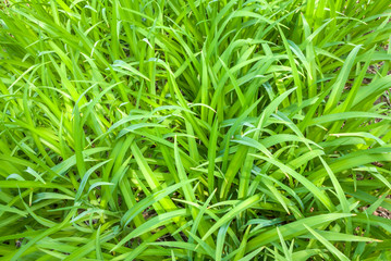 Fresh green grass background. Natural abstract texture.