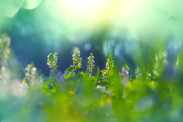 Obraz premium Flowers