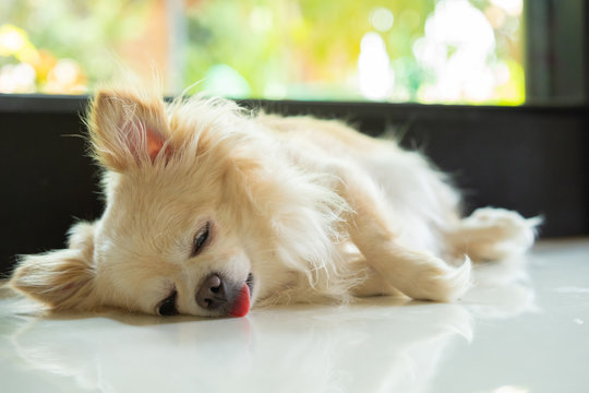 Chihuahua dog sleep