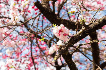 昼神温泉の花桃