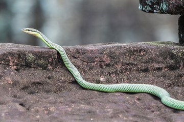 Ahaetulla prasina, also known as the Asian Vine Snake encountered at Bayon temple, Angkor Thom, Siem Reap in Cambodia