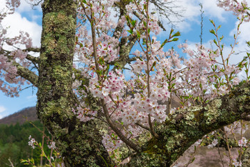 Fototapeta premium 満開の桜と青空