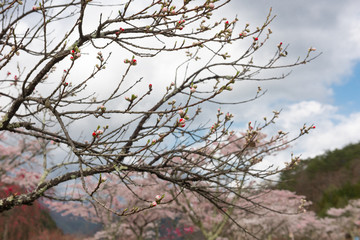 三分咲き　咲き始めの白とピンクの花桃