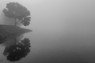 tree reflection in foggy atmosphere 