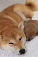 Shiba Inu - Mom and Puppy #2
