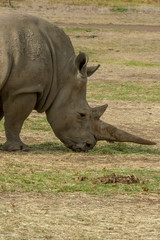 Obraz premium Rhinoceros Horn vert