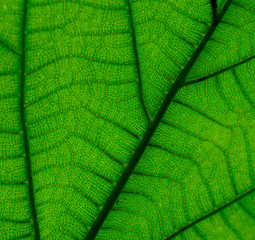 green leaf closeup 