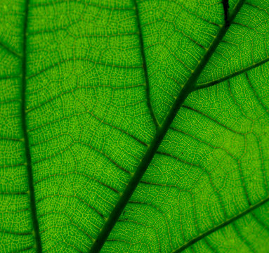 green leaf closeup 