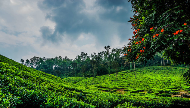 tea estate at chikmagalur 