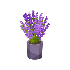Purple flowers growing in a pot. Vector illustration.
