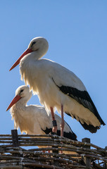 Two White storks, scientific name Ciconia ciconia, with a red beak and red legs stand in their big nest in spring