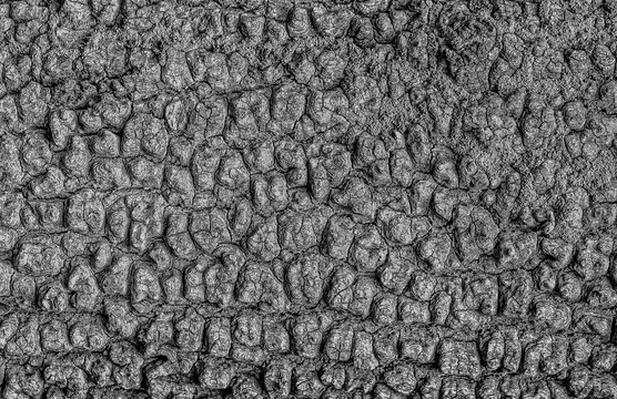 tree bark texture