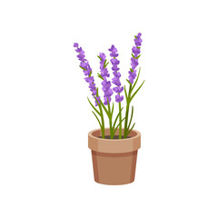 Flowers grow in a clay pot. Vector illustration.