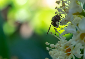 Close-up of the inflorescence of a cherry laurel, scientific name Prunus laurocerasus, with a fly landing on it