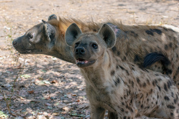 Spotted Hyenas in nature, close up.