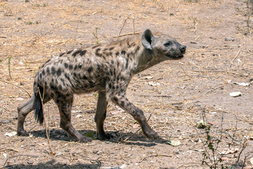 Naklejka na ściany i meble Spotted Hyena in nature, close up.