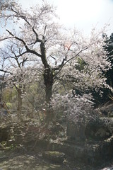 Kiyotsukyo in Niigata