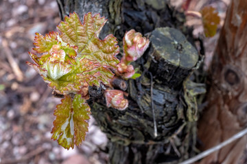 Weinberg im Frühjahr an der Mosel