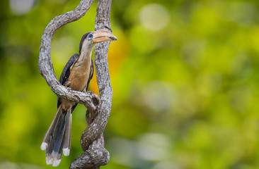 Austen's Brown Hornbill on branch on green background in Khao Yai National Park, Thailand