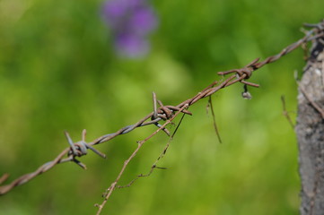 有刺鉄線