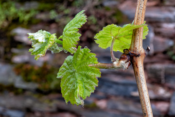 Weinberg im Frühjahr an der Mosel
