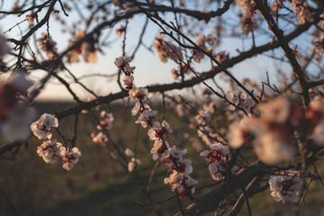 Apricot blossom in sunlight. Blooming apricot tree. Close-up of apricot blossoms. White flowering fruit tree in Austria