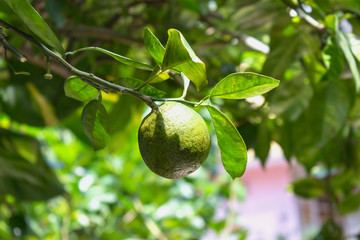 large green limes hang on a branch under the sun in the garden
