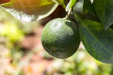 large green limes hang on a branch under the sun in the garden