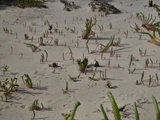 flore des sables de Lanzarote, Canaries