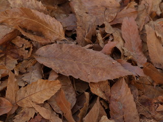autumn leaves