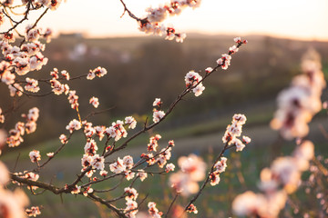 Apricot blossom in sunlight. Blooming apricot tree. Close-up of apricot blossoms. White flowering fruit tree in Austria