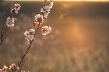 Apricot blossom in sunlight. Blooming apricot tree. Close-up of apricot blossoms. White flowering fruit tree in Austria